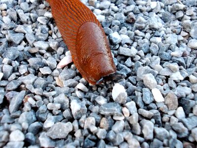 Animal nature mollusk