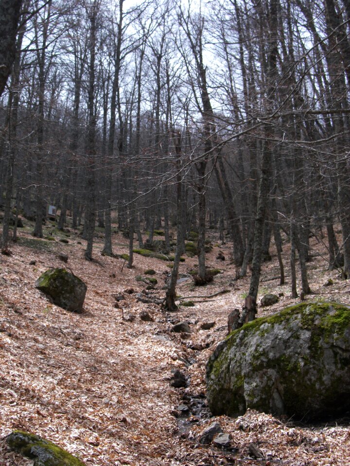 Leaves winter forest