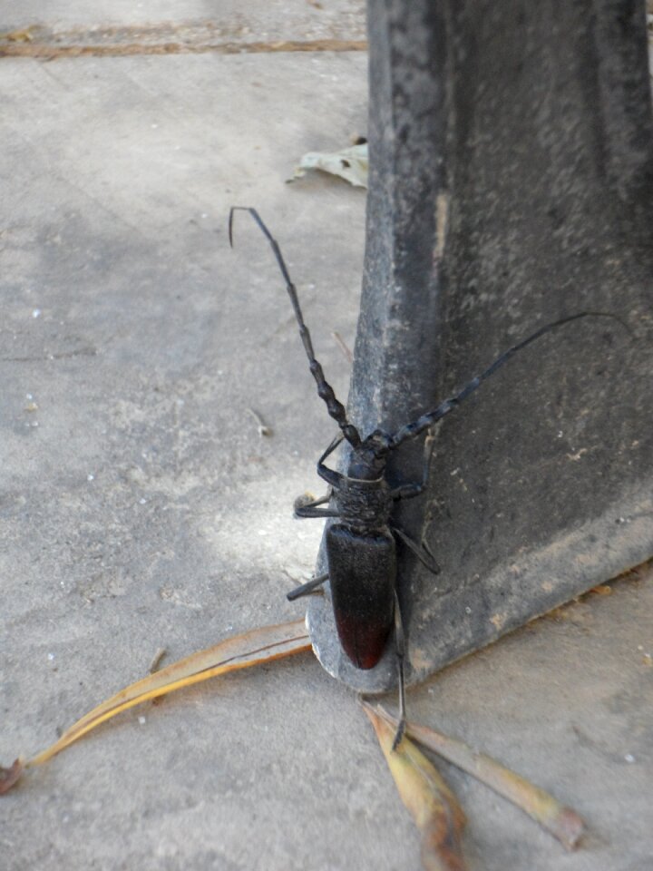Insect probe long probe