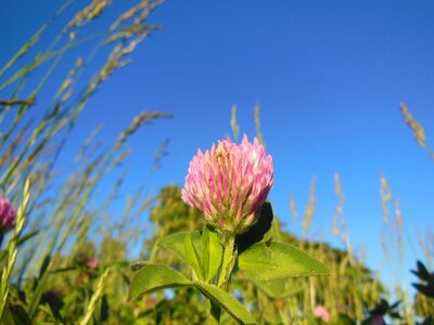 Close-up flowers grass