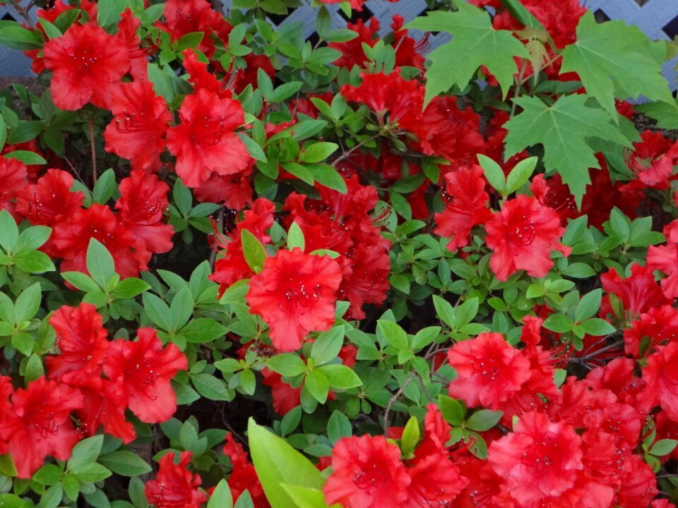 Flowers red flora