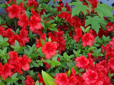 Flowers red flora