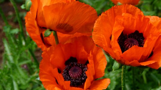 Orange nature plant