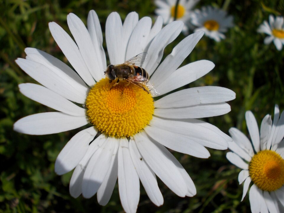 Bee insect animals