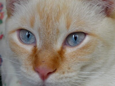 Eyes cat face cute cat photo