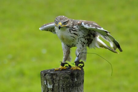Bird falk gyr falcon photo