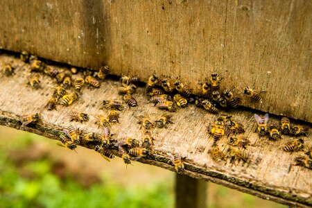 Honey bee worker beehive photo