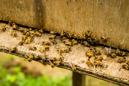 Honey bee worker beehive