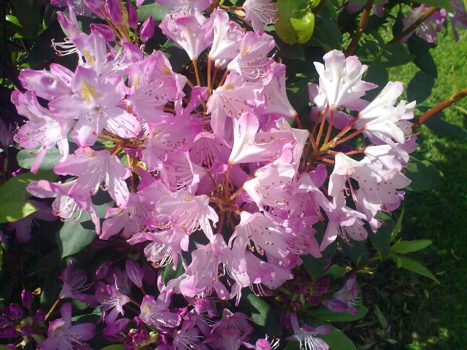 Rhododendron pink vernal