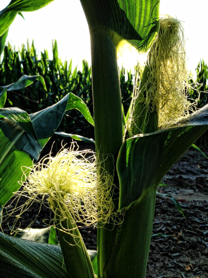 Food corn silk stalk