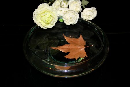 Leaf sheet in the water fall leaves