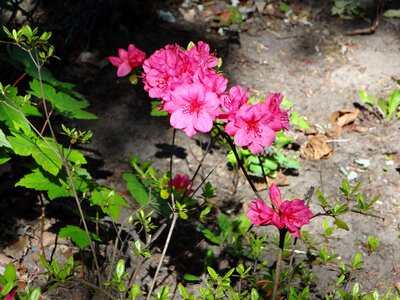 Rose flower bloom