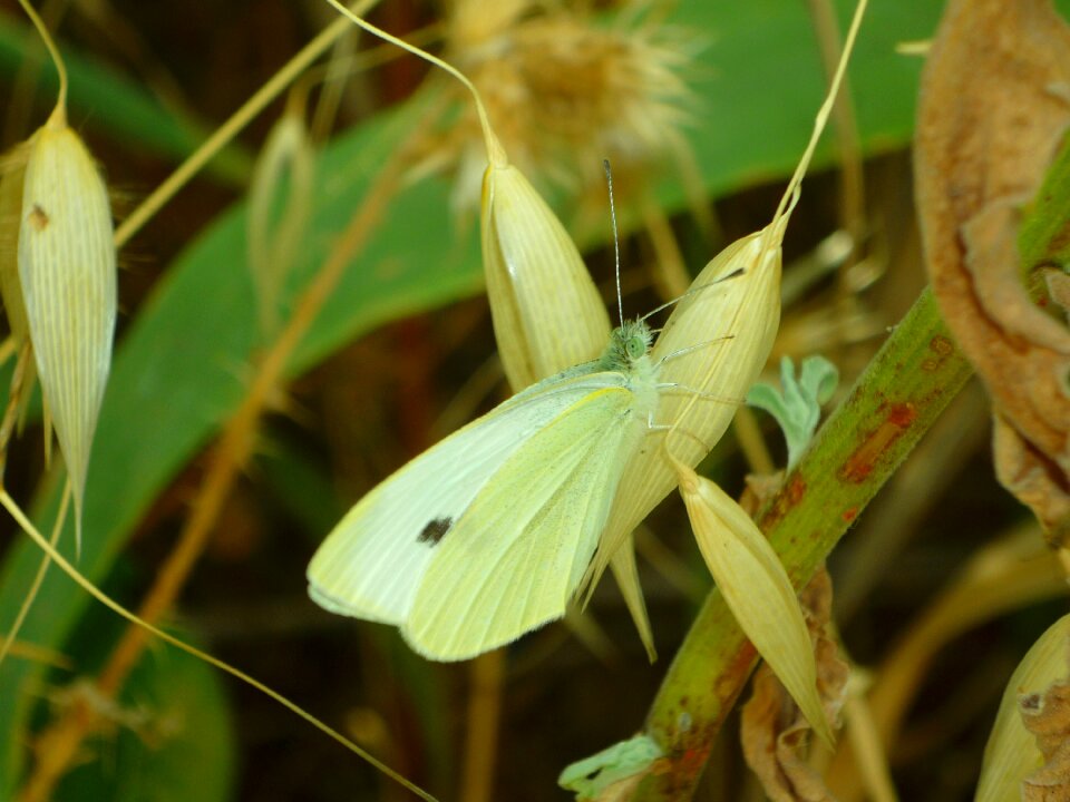 Brassicae the cabbage butterfly common butterfly
