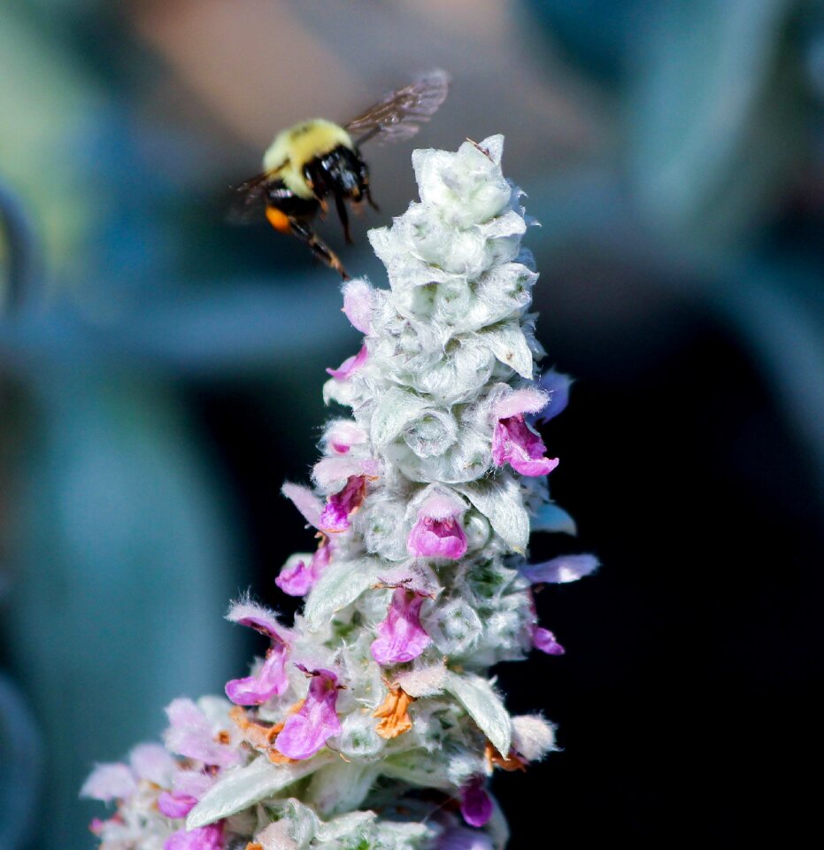 Flower spike small pink flowers bumble bee