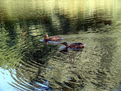 Lake reflection glitter photo