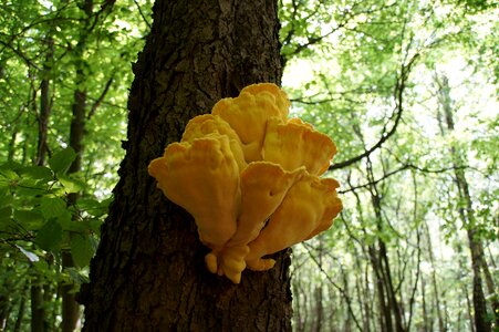 Mushroom toxic tree