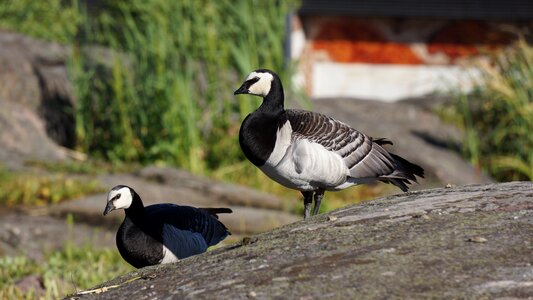 Barnacle goose branta leucopsis couple