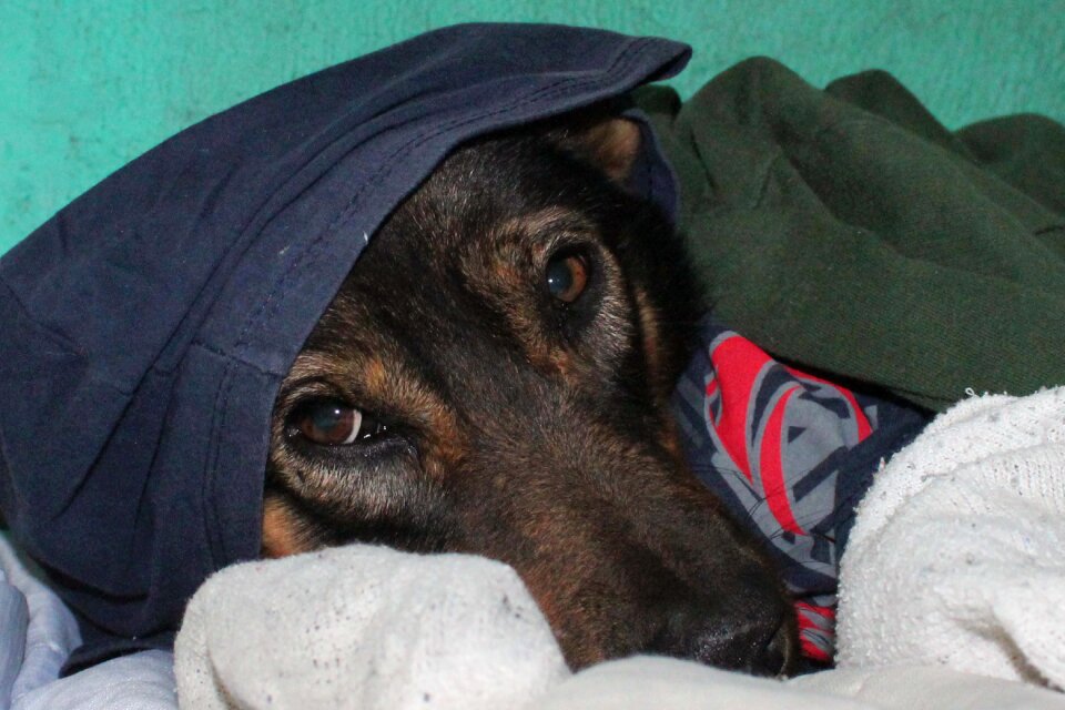 Cold dog sweet