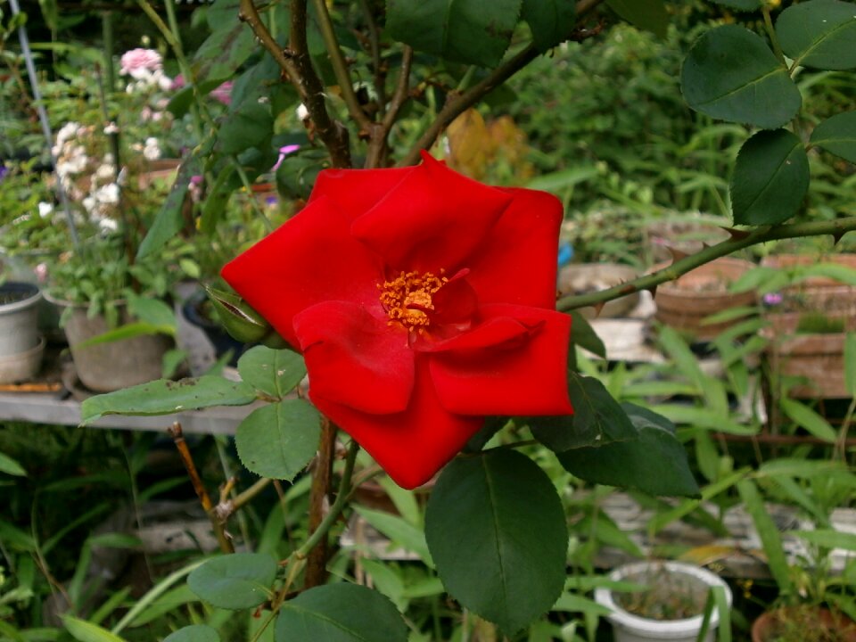 Singlet red flowers garden