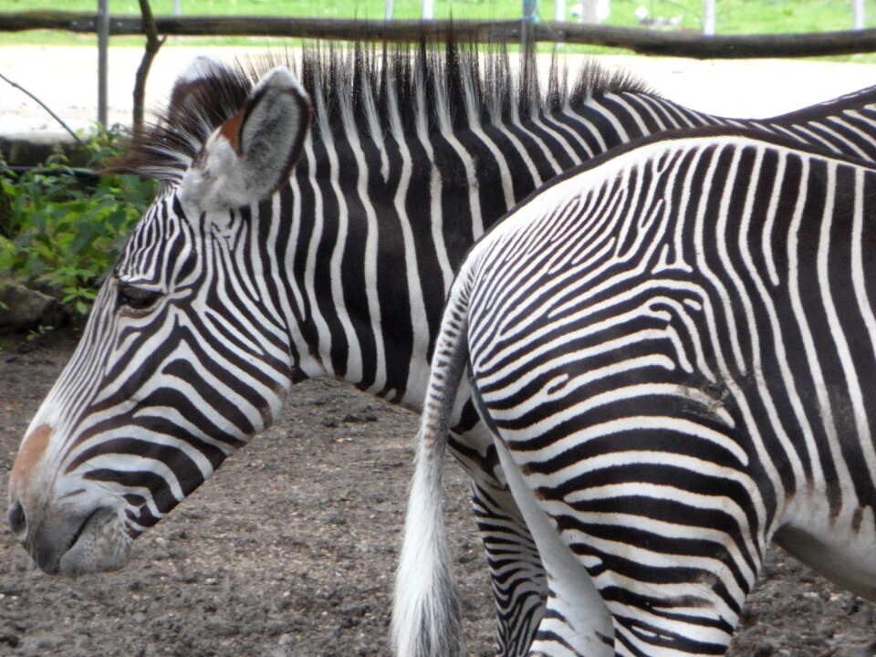 Striped black and white zebra