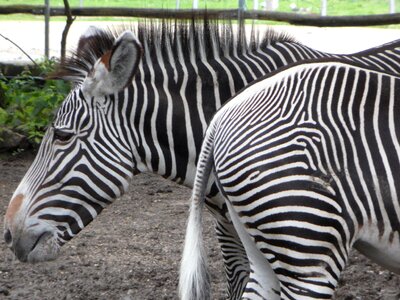 Striped black and white zebra photo