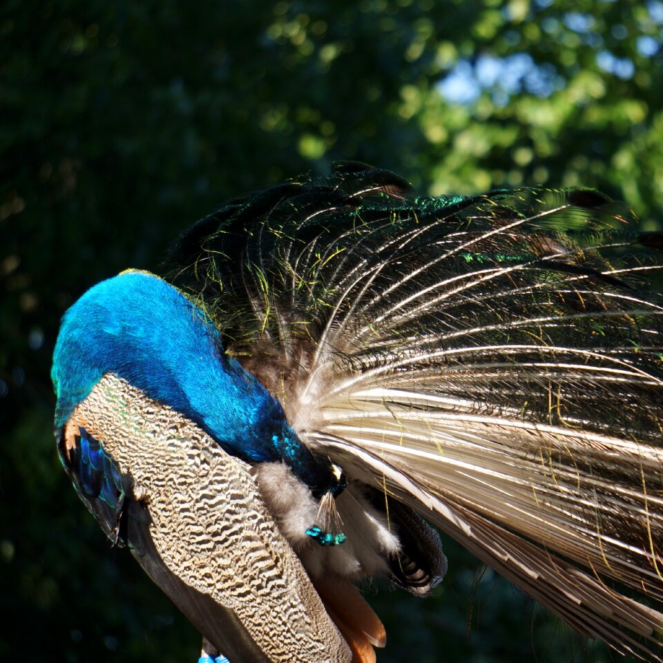 Male clean themselves end of the tail below