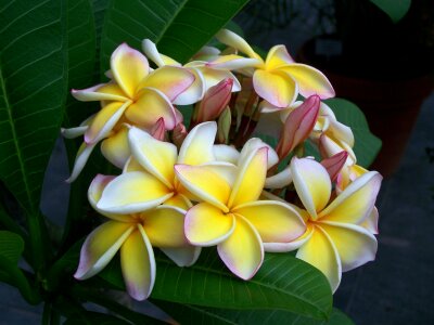 Bloom nature plant