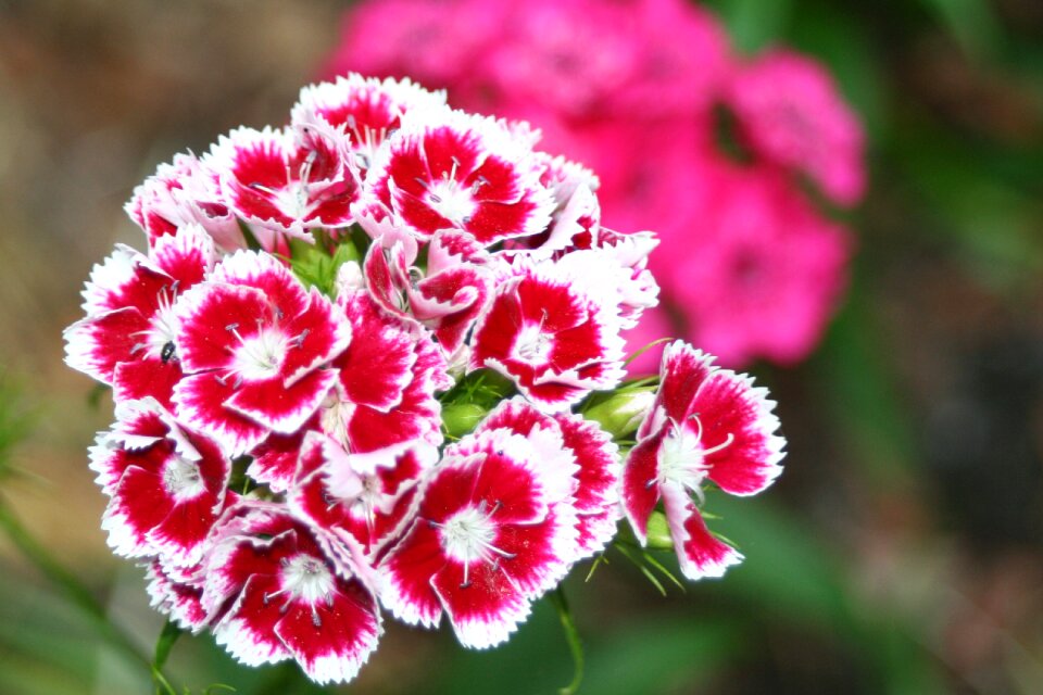 Klump carnation red white carnation carnation flower