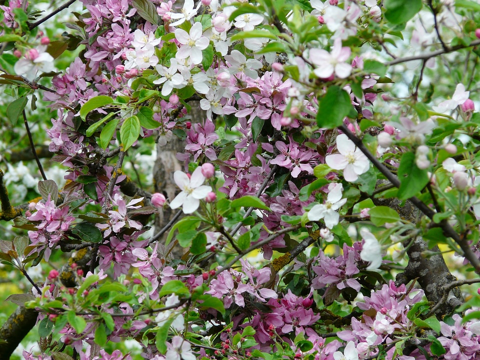 Bloom apple tree white