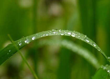 Garden rain drops close-up photo