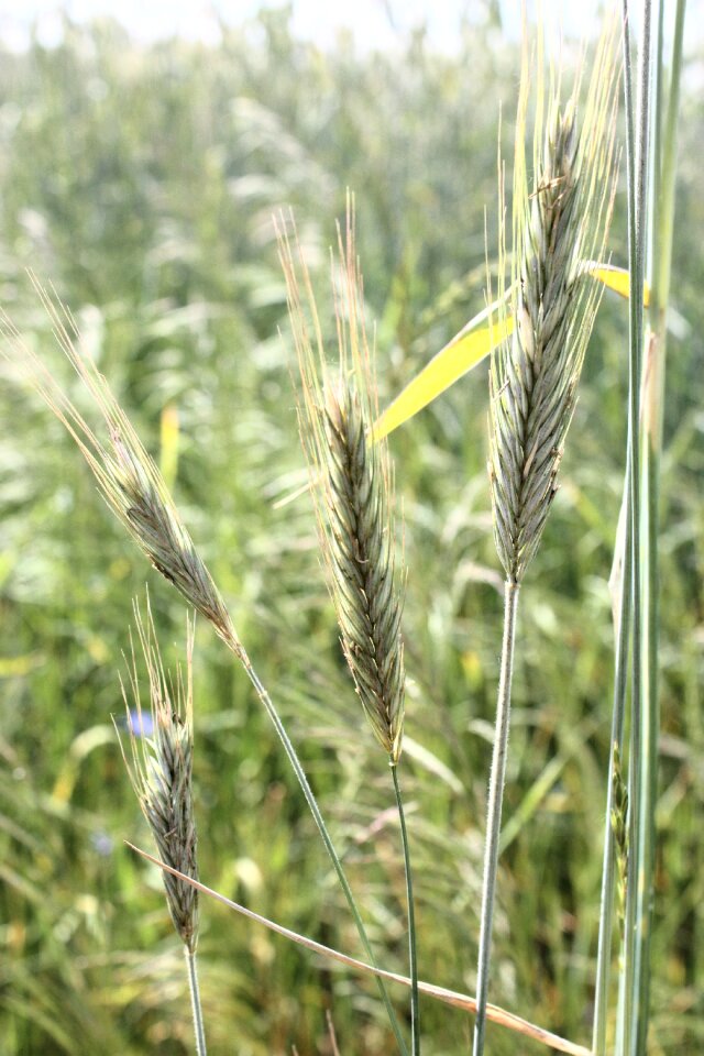 Collect harvest the stem