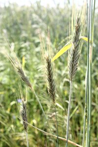 Collect harvest the stem