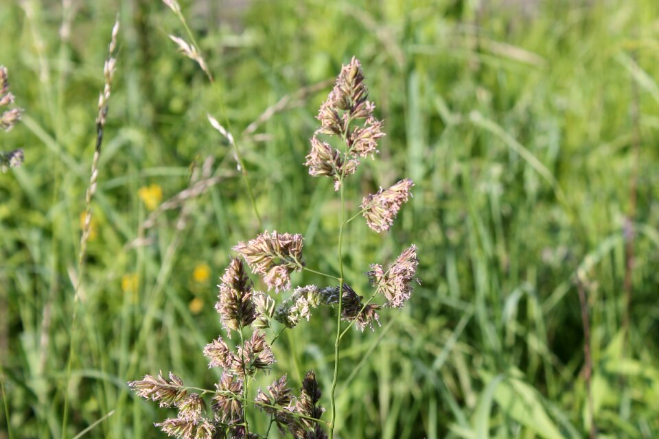 Meadow grass plant