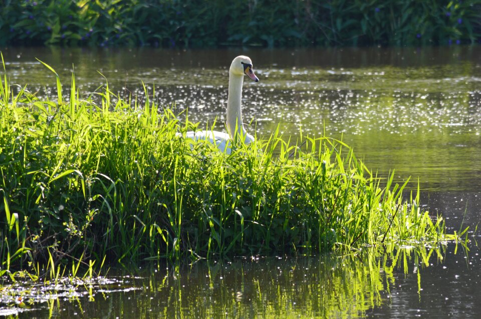 Water pond spring