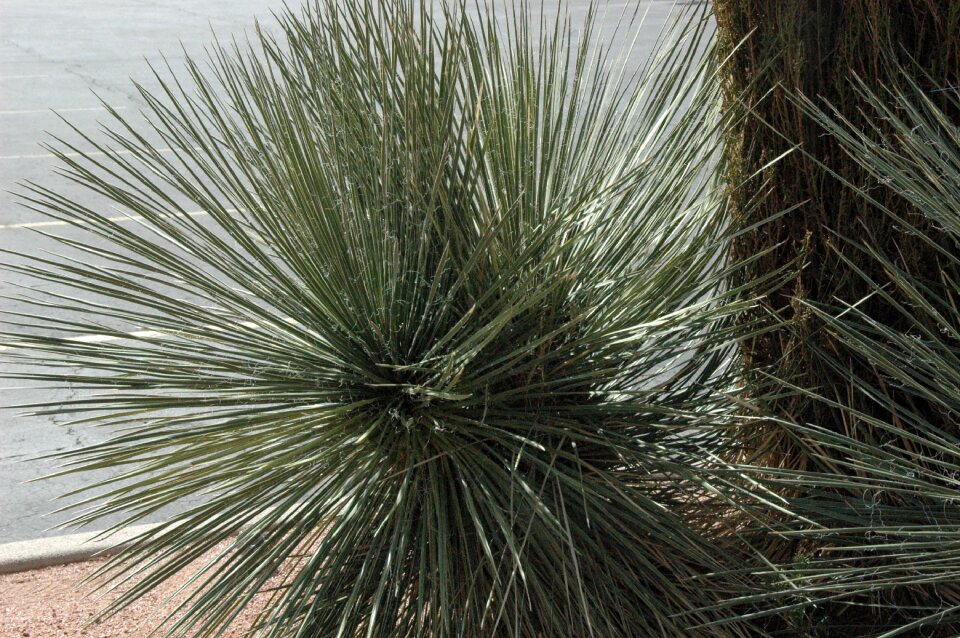 Southwestern sage grasses
