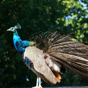 Peacock rise from the ashes themselves feathers elevated