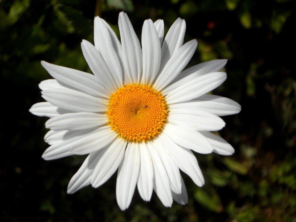 Blossom bloom white