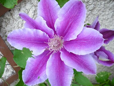 Flower violet treille