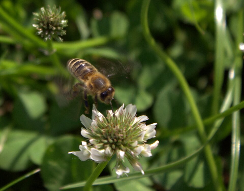 Bee flower insect