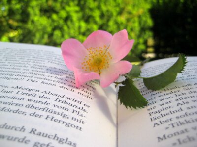 Flower nature book photo