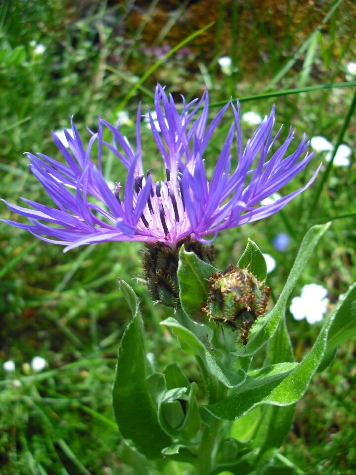 Flower violet nature
