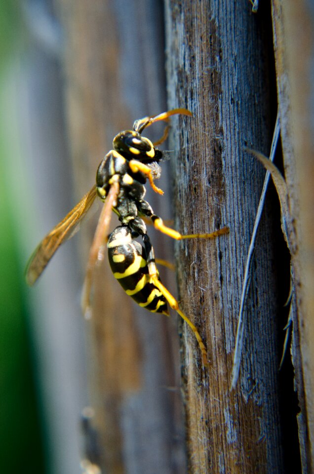 Insects wasp macro