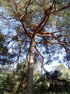 Pine nature forest