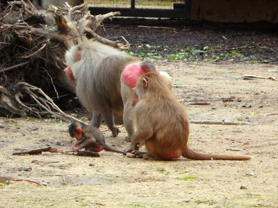 Monkey family monkey zoo photo