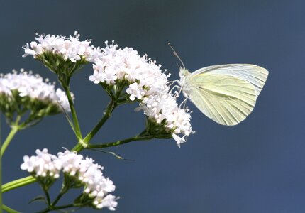 Flower nature white