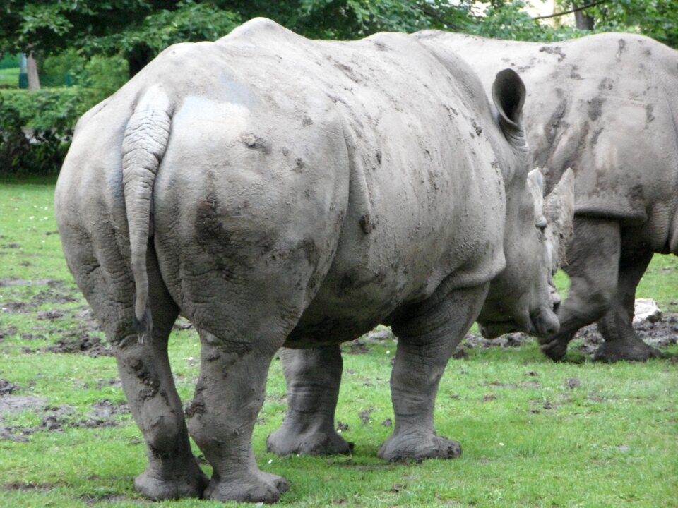 Rhinoceros zoo rump