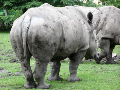 Rhinoceros zoo rump
