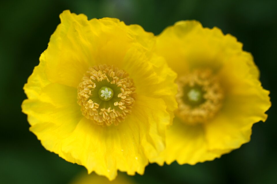 Bloom poppy nature