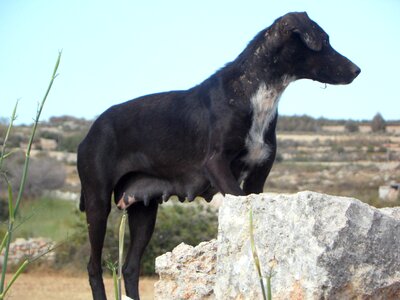 Vigilant waiting watch