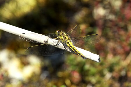 Source virgin two striped flight insect